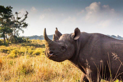 Rhino, Mammal, Animal, Herbivore, 2 Night St Lucia Safari Package, St Lucia, St Lucia