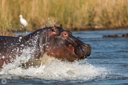 Hippo, Mammal, Animal, Herbivore, Moose, 2 Night St Lucia Safari Package, St Lucia, St Lucia