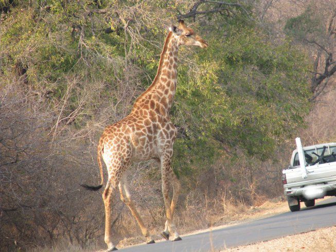 Ubushle Bemvelo Marloth Park Mpumalanga South Africa Giraffe, Mammal, Animal, Herbivore