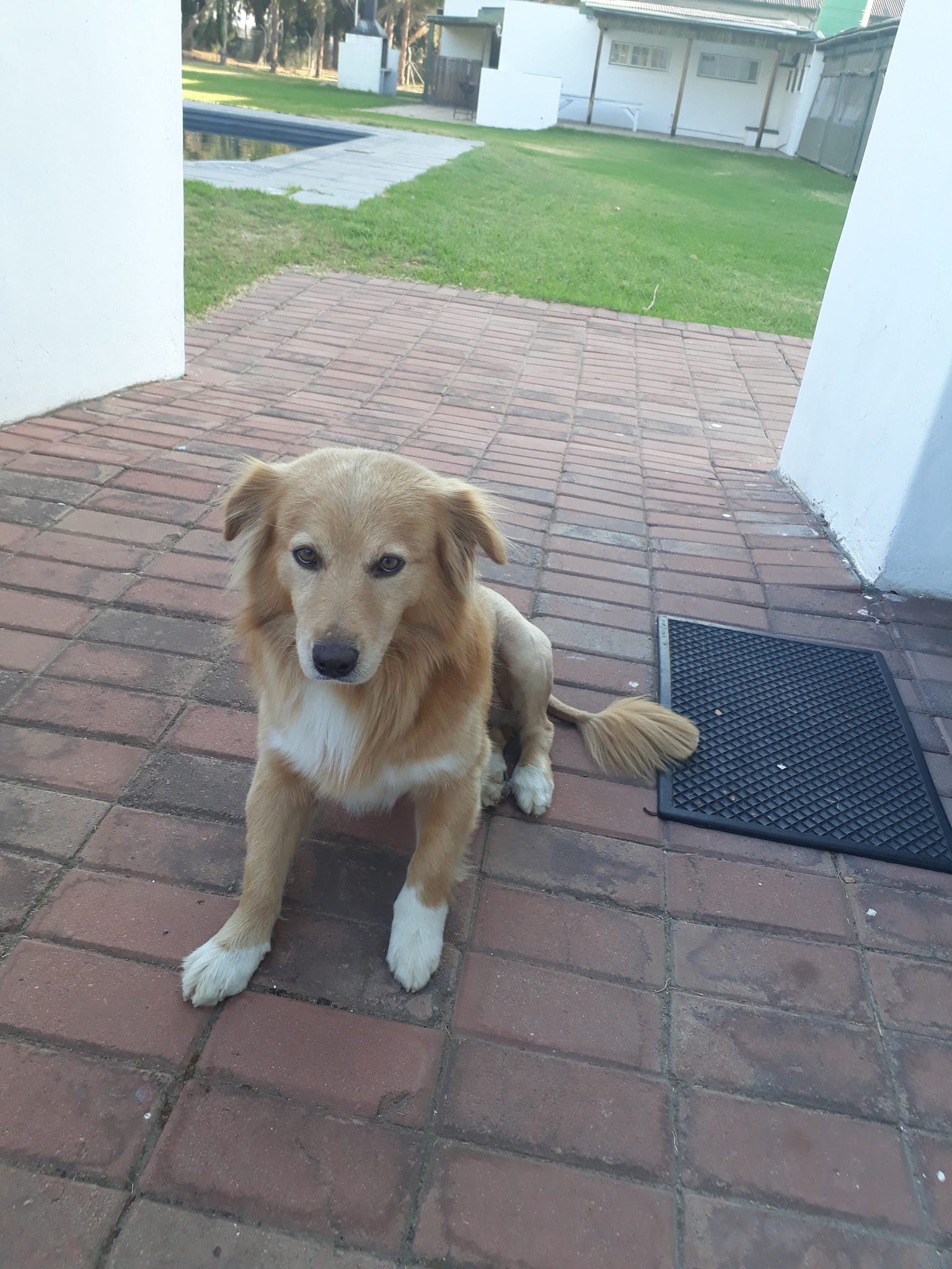 Uitvlugt Guest House Worcester Western Cape South Africa Dog, Mammal, Animal, Pet