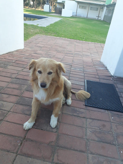Uitvlugt Guest House Worcester Western Cape South Africa Dog, Mammal, Animal, Pet