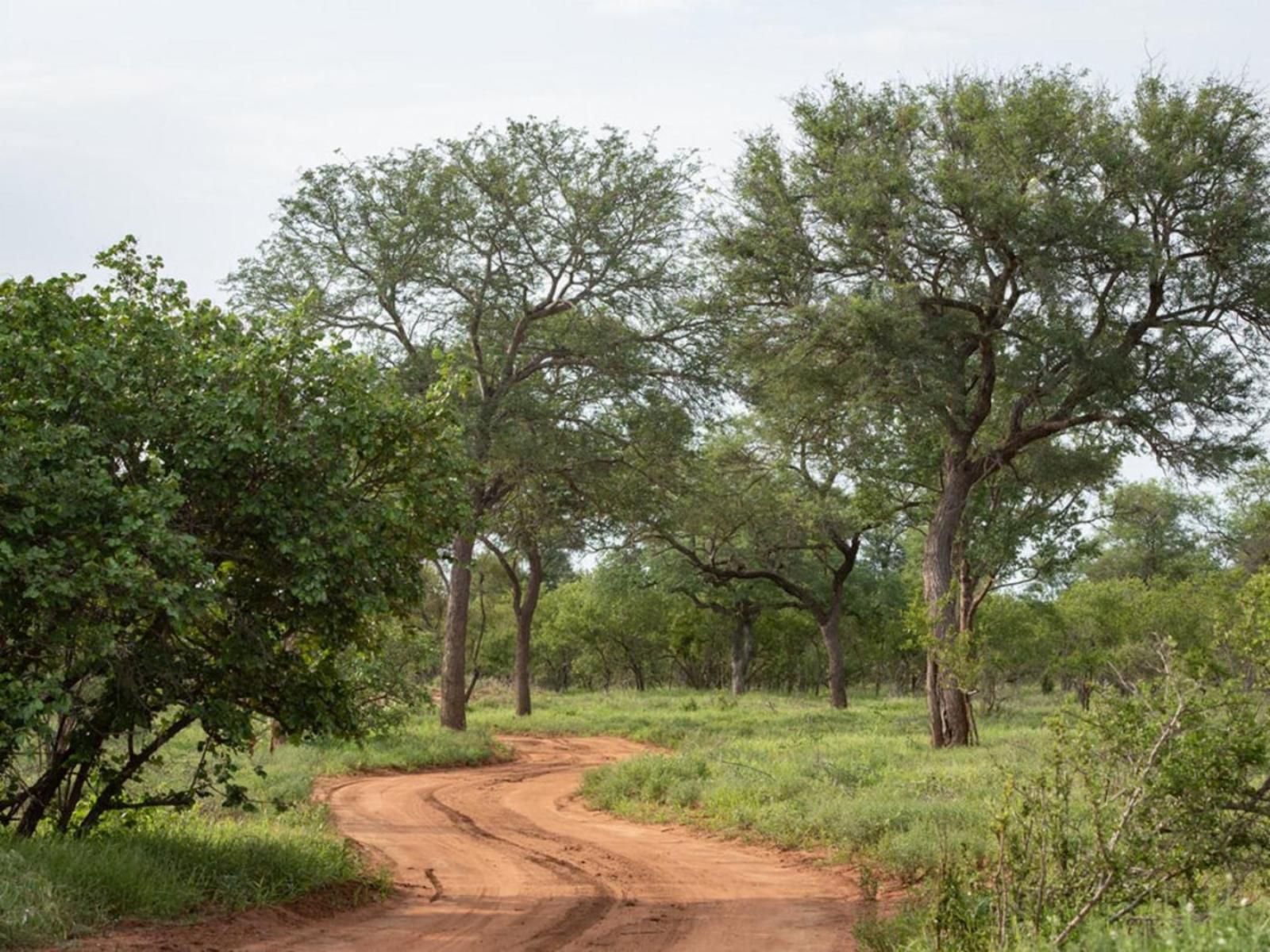 Ujabule Lodge Hoedspruit Limpopo Province South Africa Forest, Nature, Plant, Tree, Wood, Lowland