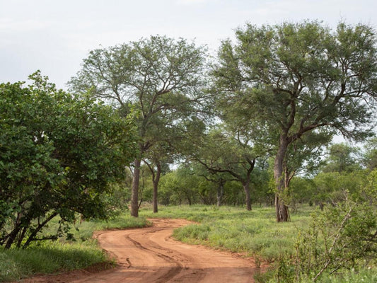 Ujabule Lodge Hoedspruit Limpopo Province South Africa Forest, Nature, Plant, Tree, Wood, Lowland