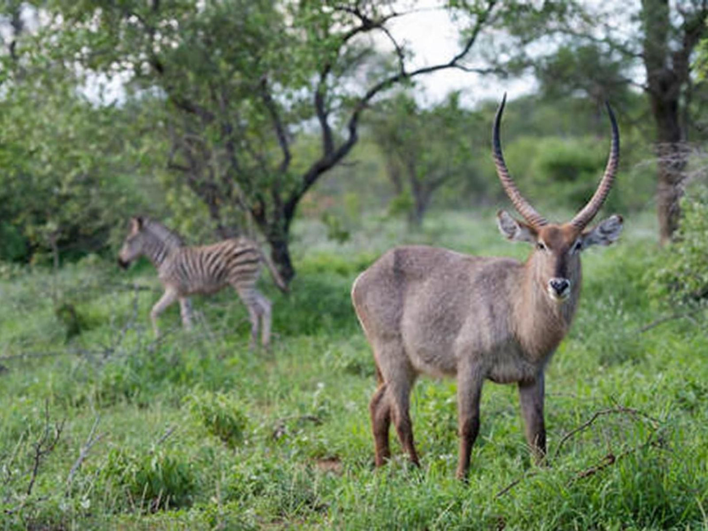 Ujabule Lodge Hoedspruit Limpopo Province South Africa Animal