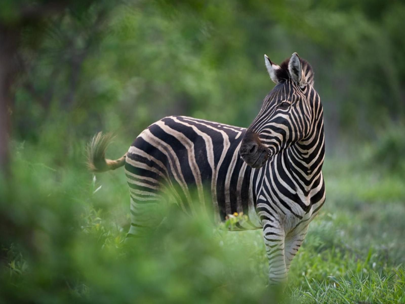 Ujabule Lodge Hoedspruit Limpopo Province South Africa Zebra, Mammal, Animal, Herbivore