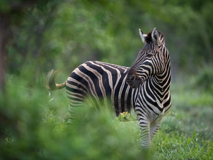 Ujabule Lodge Hoedspruit Limpopo Province South Africa Zebra, Mammal, Animal, Herbivore