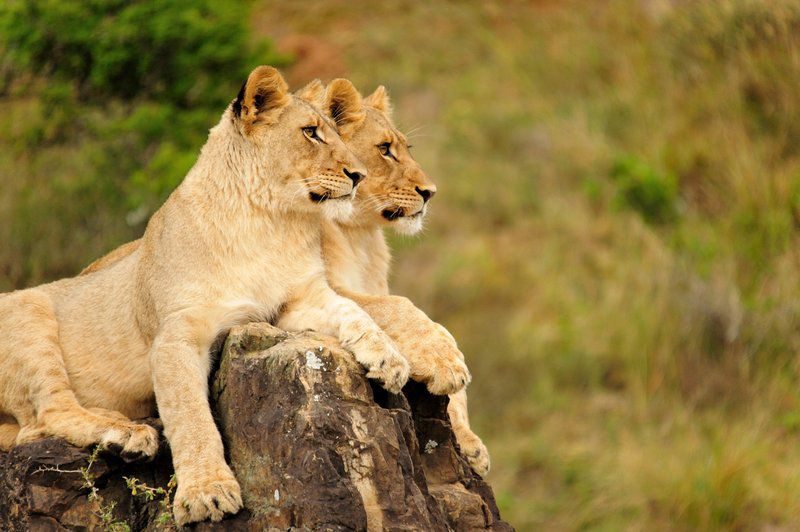 Kariega Game Reserve Ukhozi Lodge Kenton On Sea Eastern Cape South Africa Sepia Tones, Lion, Mammal, Animal, Big Cat, Predator