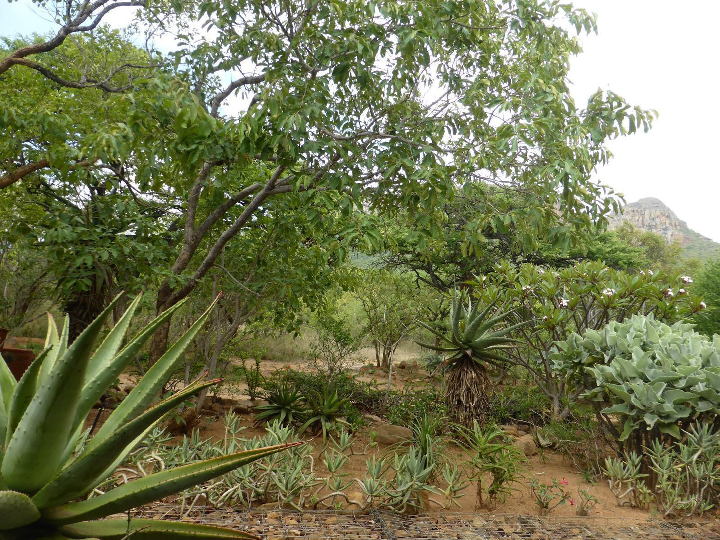 Ukuthula Self Catering Cottages Kampersrus Limpopo Province South Africa Plant, Nature, Tree, Wood