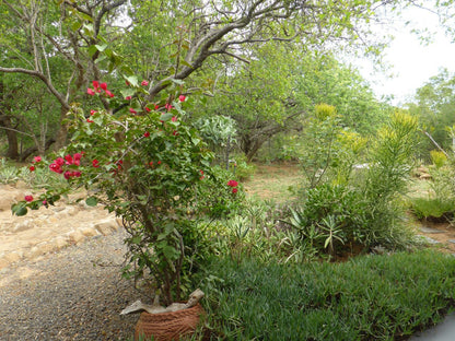 Ukuthula Self Catering Cottages Kampersrus Limpopo Province South Africa Plant, Nature, Garden