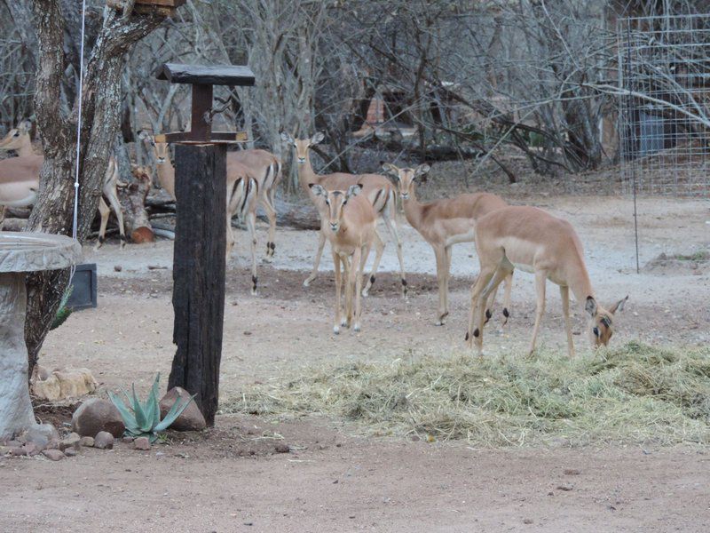 Ukweza Guest House Marloth Park Mpumalanga South Africa Unsaturated, Deer, Mammal, Animal, Herbivore