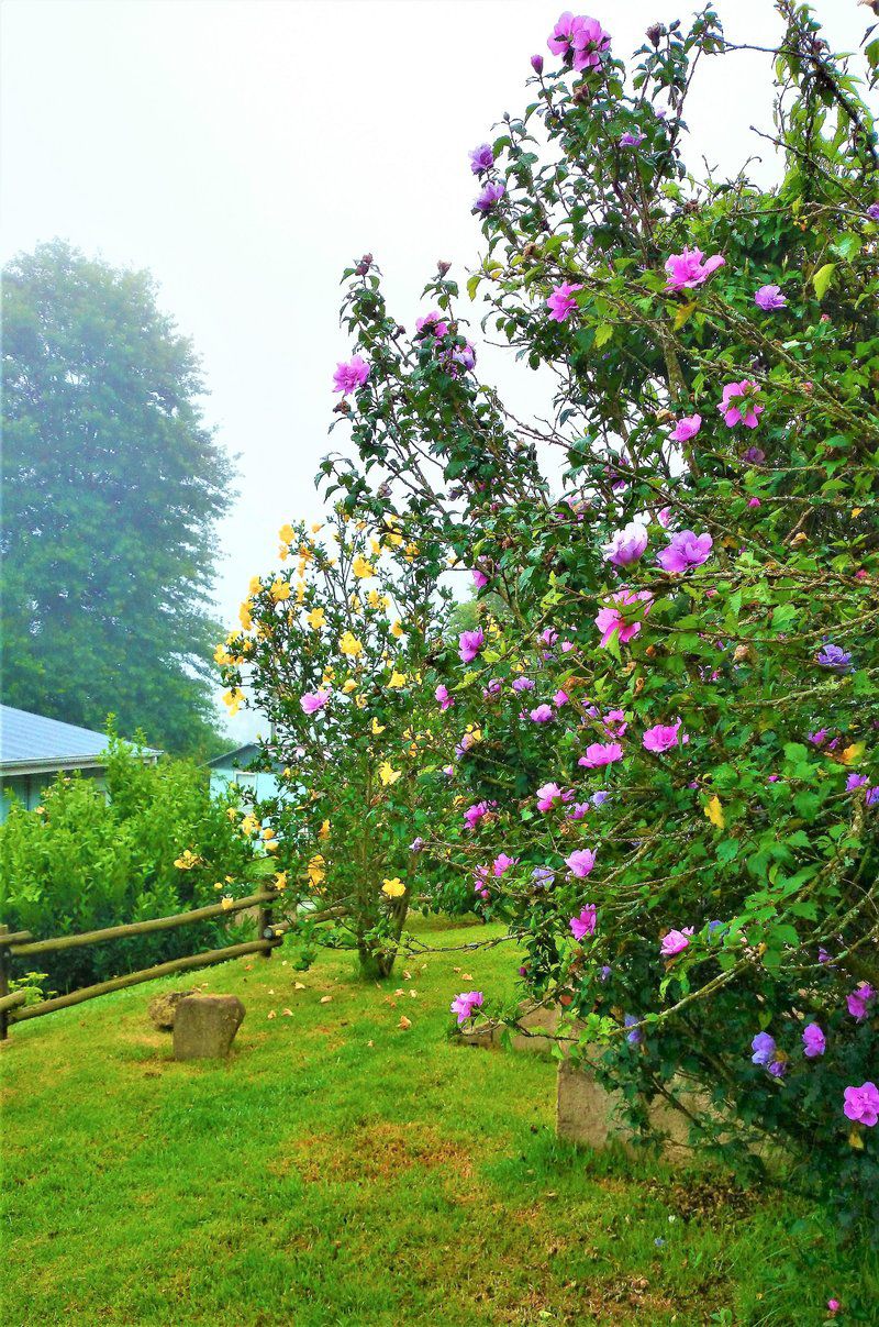 Ultima Thule Cottages Currys Post Kwazulu Natal South Africa Blossom, Plant, Nature, Rose, Flower, Garden