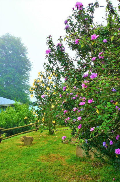 Ultima Thule Cottages Currys Post Kwazulu Natal South Africa Blossom, Plant, Nature, Rose, Flower, Garden