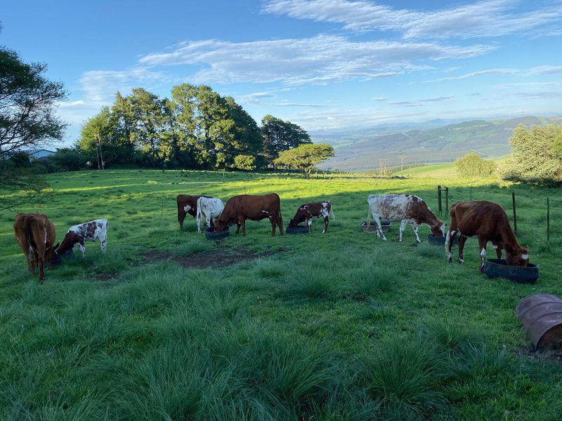 Ultima Thule Cottages Currys Post Kwazulu Natal South Africa Cow, Mammal, Animal, Agriculture, Farm Animal, Herbivore, Field, Nature