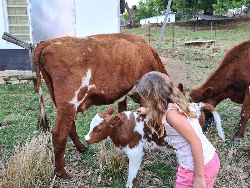 Ultima Thule Cottages Currys Post Kwazulu Natal South Africa Cow, Mammal, Animal, Agriculture, Farm Animal, Herbivore