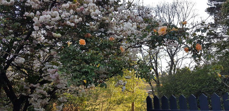 Ultima Thule Cottages Currys Post Kwazulu Natal South Africa Blossom, Plant, Nature, Rose, Flower