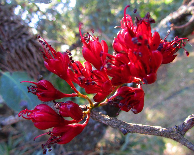 Ultima Thule Cottages Currys Post Kwazulu Natal South Africa Plant, Nature