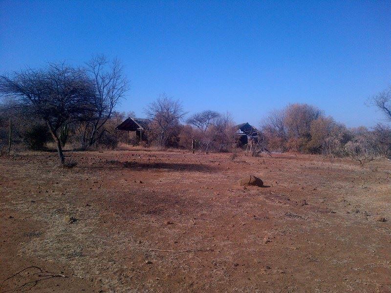 Cactus, Plant, Nature, Desert, Sand, Lowland, Umbabala Bush Camp, Rustenburg, Rustenburg