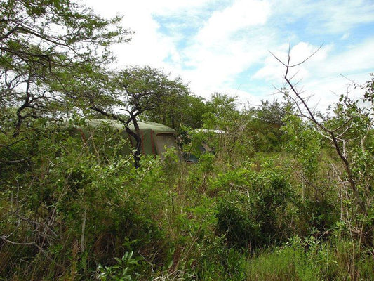 Umdobi Bush Camp Sodwana Bay Kwazulu Natal South Africa Forest, Nature, Plant, Tree, Wood