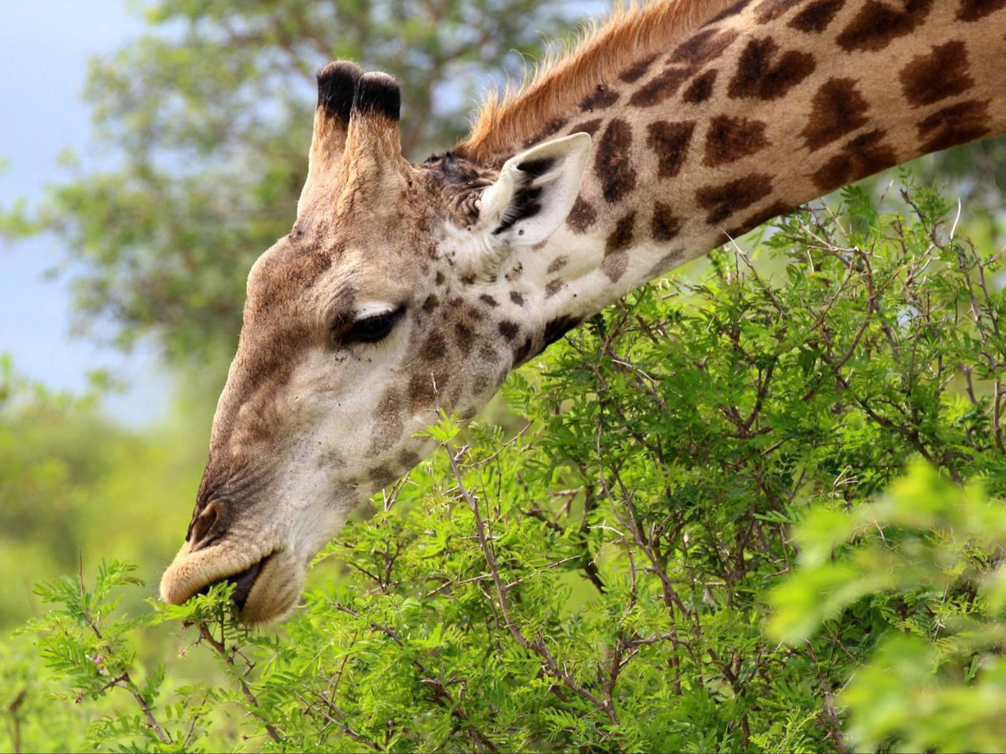 Umlani Bushcamp, Giraffe, Mammal, Animal, Herbivore