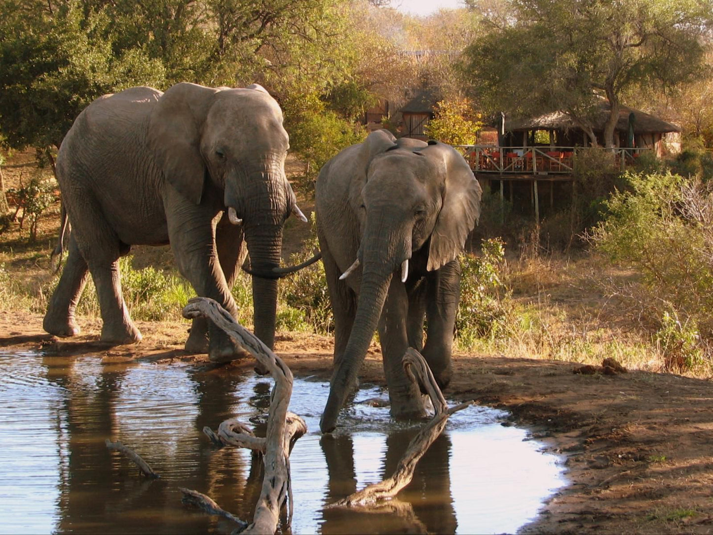 Umlani Bushcamp, Elephant, Mammal, Animal, Herbivore