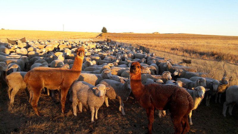 Umpukane Clocolan Free State South Africa Sheep, Mammal, Animal, Agriculture, Farm Animal, Herbivore, Lowland, Nature