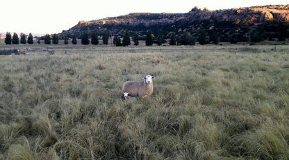 Umpukane Clocolan Free State South Africa Llama, Mammal, Animal, Herbivore, Lowland, Nature