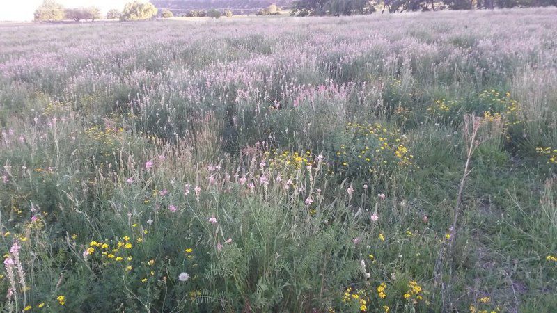 Umpukane Clocolan Free State South Africa Unsaturated, Field, Nature, Agriculture, Meadow, Plant, Garden, Lowland