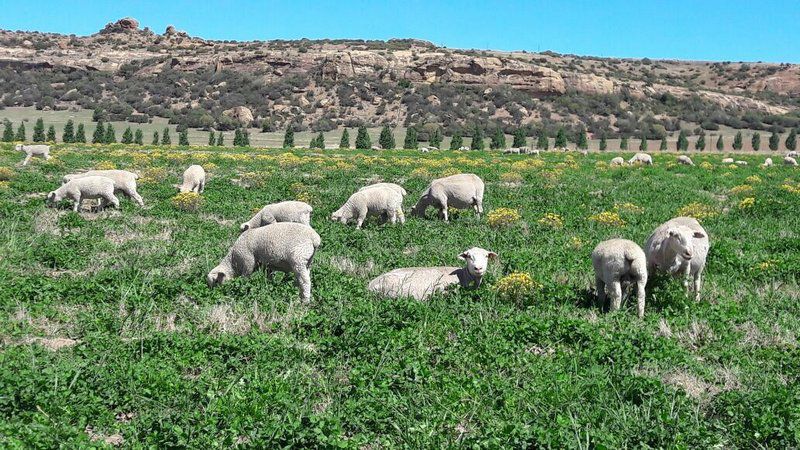 Umpukane Clocolan Free State South Africa Sheep, Mammal, Animal, Agriculture, Farm Animal, Herbivore