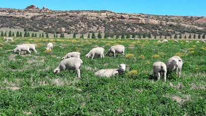 Umpukane Clocolan Free State South Africa Sheep, Mammal, Animal, Agriculture, Farm Animal, Herbivore