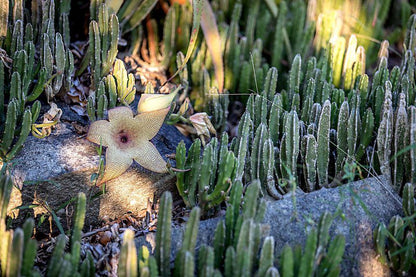 Umsisi House White River Mpumalanga South Africa Cactus, Plant, Nature