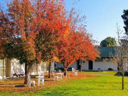 Umtali Country Inn, Tree, Plant, Nature, Wood, Autumn