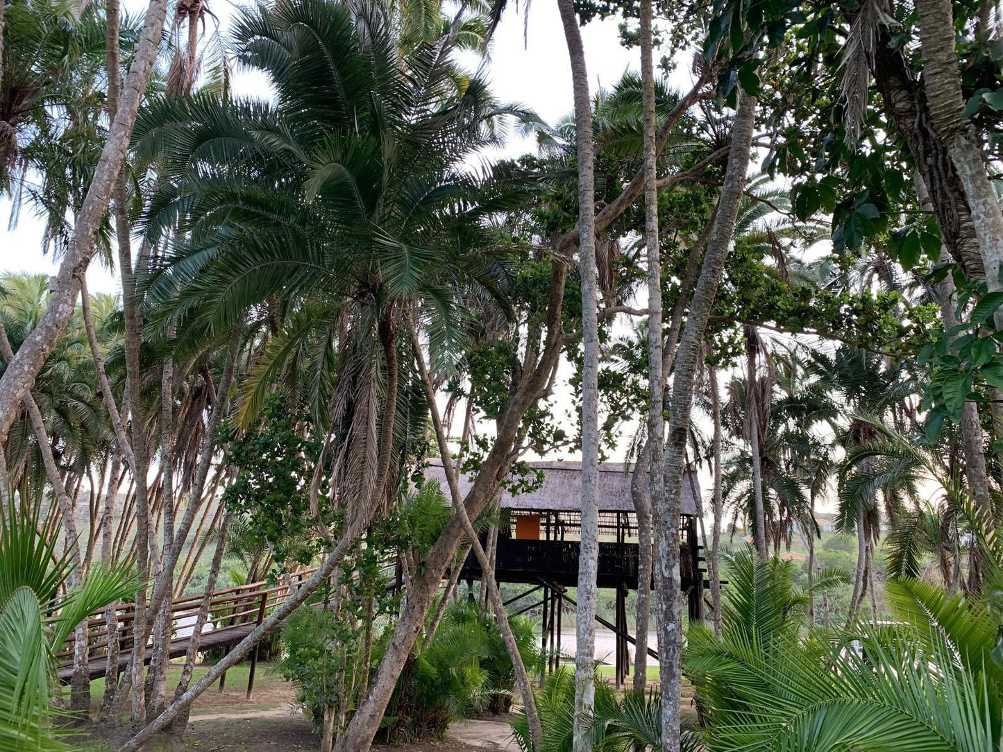 Umtamvuna River Lodge Rennies Beach Port Edward Kwazulu Natal South Africa Palm Tree, Plant, Nature, Wood