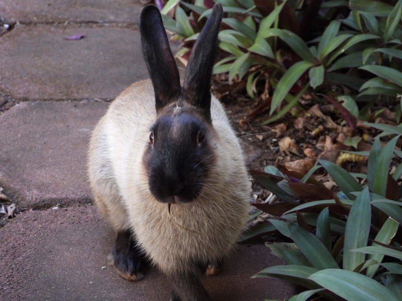 Umuzi Guest House Richards Bay Kwazulu Natal South Africa Rabbit, Mammal, Animal, Herbivore, Pet, Rodent