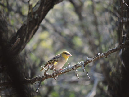 Umvangazi Rest Marloth Park Mpumalanga South Africa Unsaturated, Bird, Animal