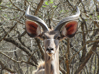 Umvangazi Rest Marloth Park Mpumalanga South Africa Deer, Mammal, Animal, Herbivore