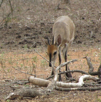 Umvangazi Rest Marloth Park Mpumalanga South Africa Kangaroo, Mammal, Animal, Herbivore