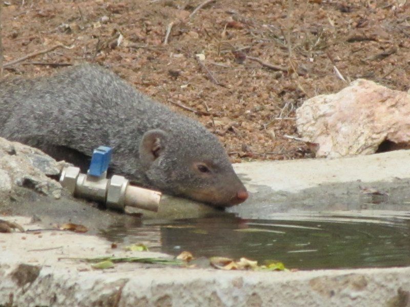 Umvangazi Rest Marloth Park Mpumalanga South Africa Animal