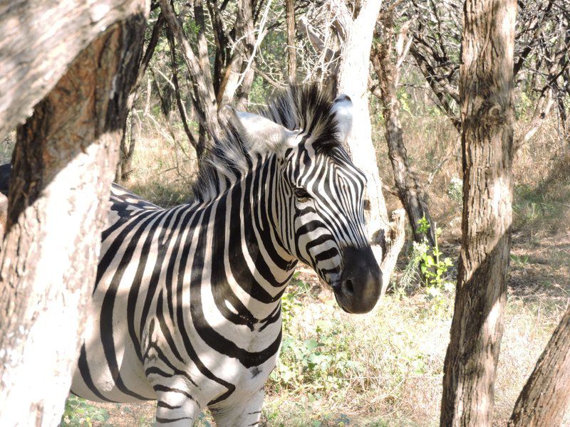 Umvangazi Rest Marloth Park Mpumalanga South Africa Zebra, Mammal, Animal, Herbivore