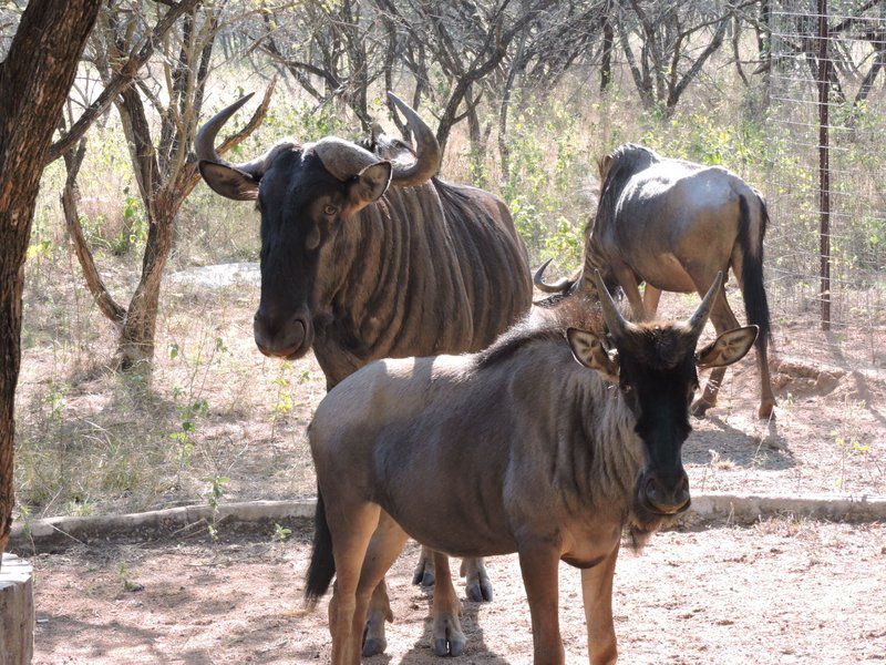 Umvangazi Rest Marloth Park Mpumalanga South Africa Gnu, Mammal, Animal, Herbivore