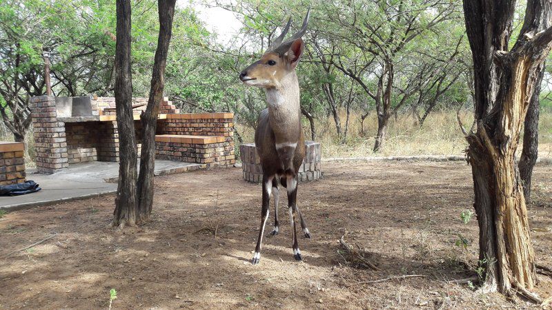 Umvangazi Rest Marloth Park Mpumalanga South Africa Deer, Mammal, Animal, Herbivore