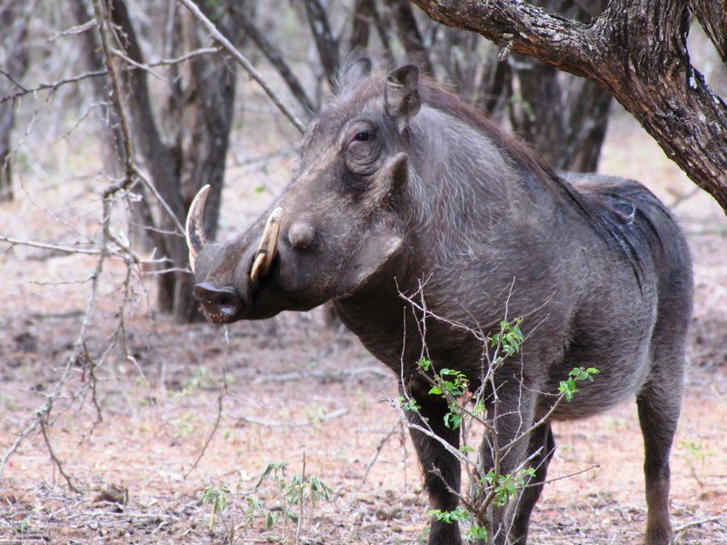 Umvangazi Rest Marloth Park Mpumalanga South Africa Animal