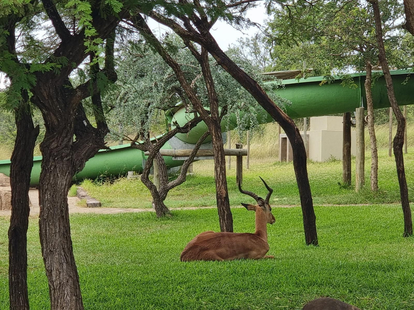 Umziki Chalets Jozini Kwazulu Natal South Africa Deer, Mammal, Animal, Herbivore