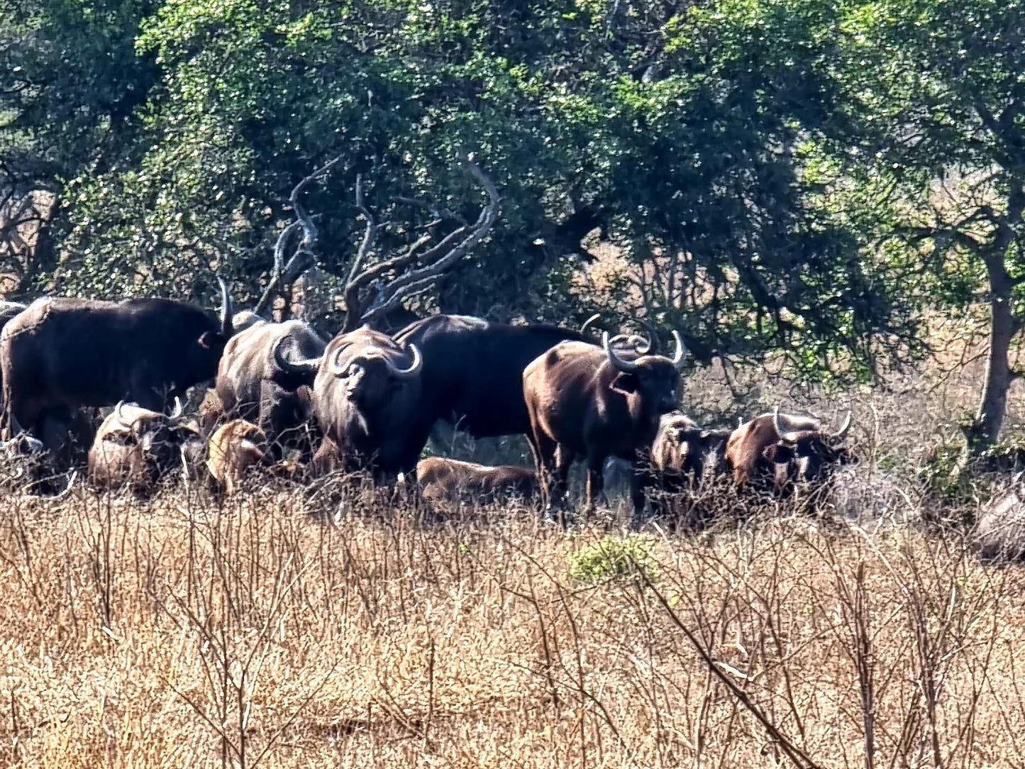 Umziki Chalets Jozini Kwazulu Natal South Africa Bison, Mammal, Animal, Herbivore, Gnu, Water Buffalo