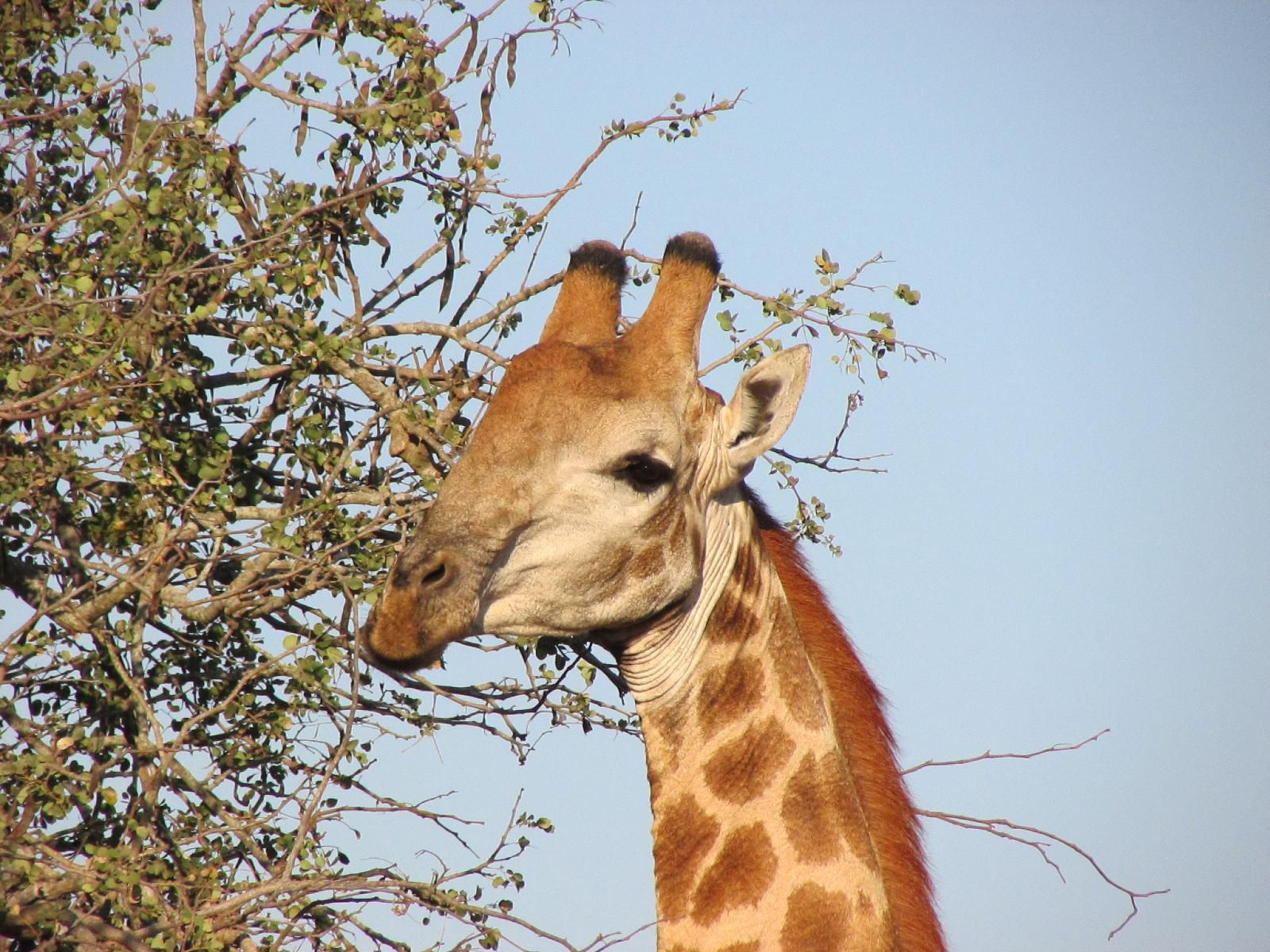 Umziki Chalets Jozini Kwazulu Natal South Africa Complementary Colors, Giraffe, Mammal, Animal, Herbivore