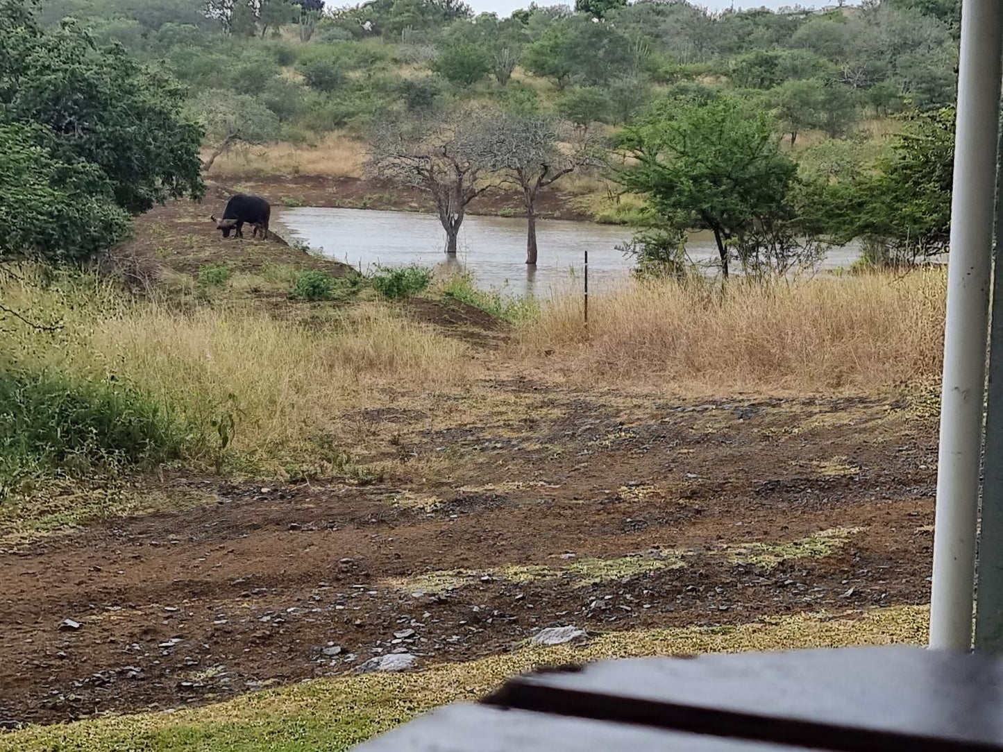 Umziki Chalets Jozini Kwazulu Natal South Africa River, Nature, Waters, Water Buffalo, Mammal, Animal, Herbivore