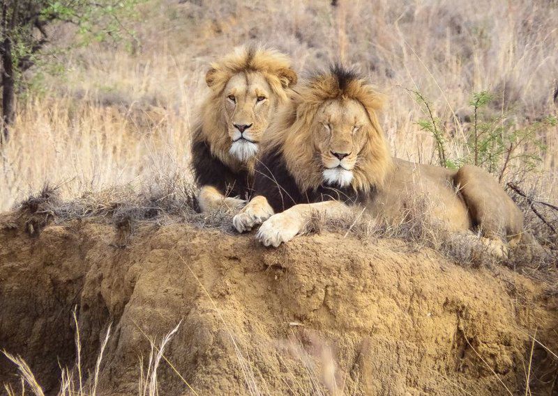 Umzolozolo Lodge Nambiti Private Game Reserve Ladysmith Kwazulu Natal Kwazulu Natal South Africa Lion, Mammal, Animal, Big Cat, Predator