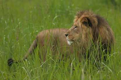 Umzolozolo Lodge Nambiti Private Game Reserve Ladysmith Kwazulu Natal Kwazulu Natal South Africa Lion, Mammal, Animal, Big Cat, Predator