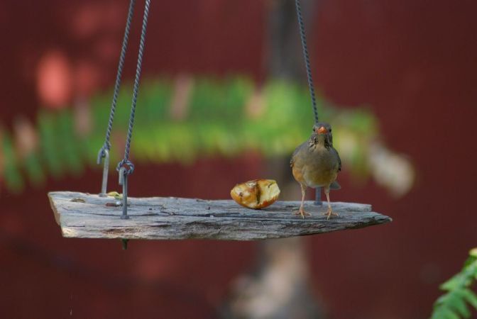 Uncle Tom S Guest House Phalaborwa Limpopo Province South Africa Bird, Animal