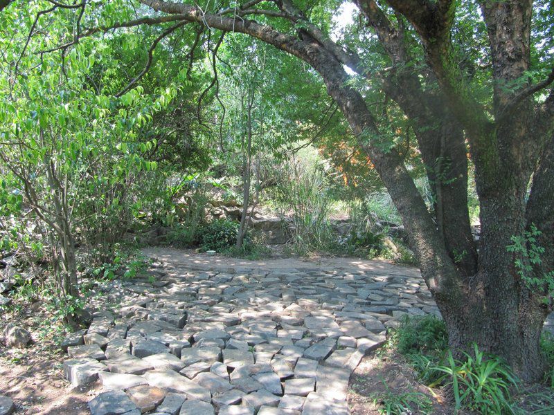 Under Elm Trees Guest House Bethal Mpumalanga South Africa Tree, Plant, Nature, Wood