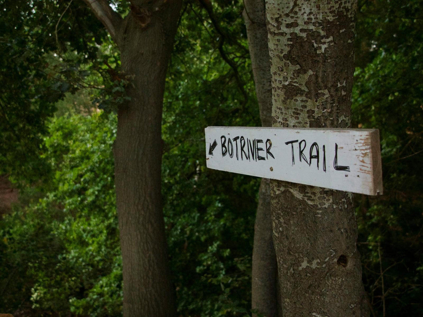 Underhill, Forest, Nature, Plant, Tree, Wood, Sign, Text